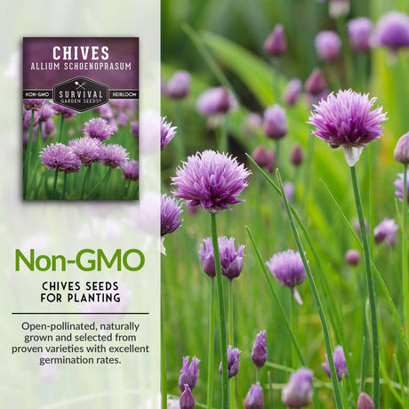 Non-GMO chive seeds