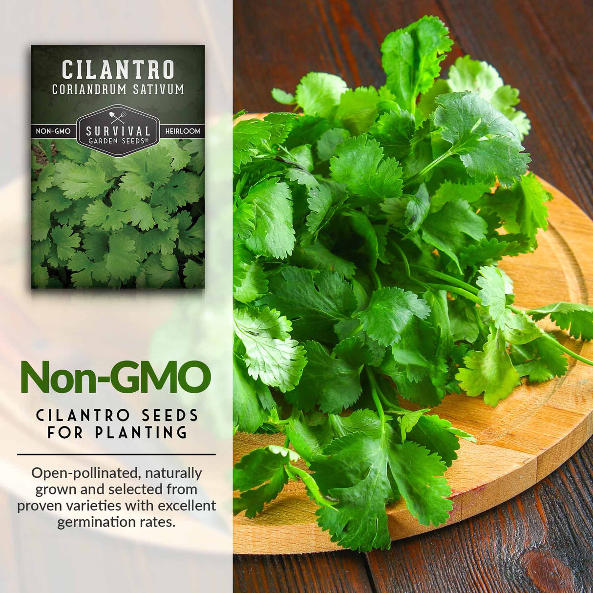 Non-GMO Cilantro seeds