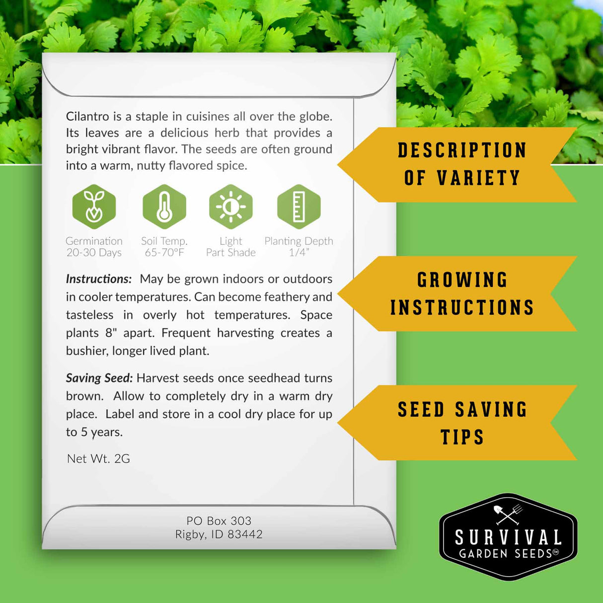 Cilantro Seed Packet back with growing instructions