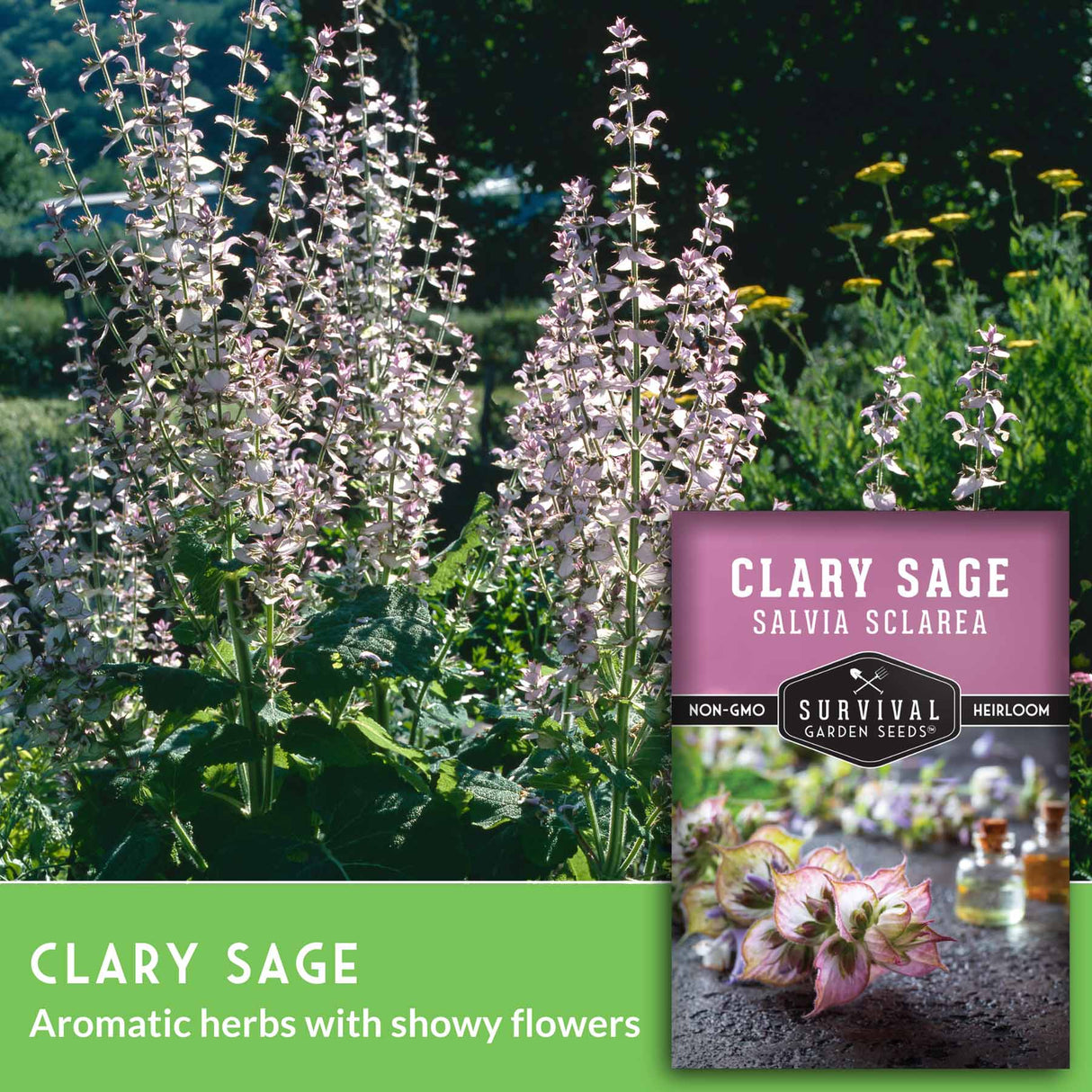 Clary sage aromatic herbs with showy flowers