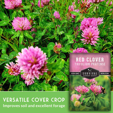 Versatile cover crop