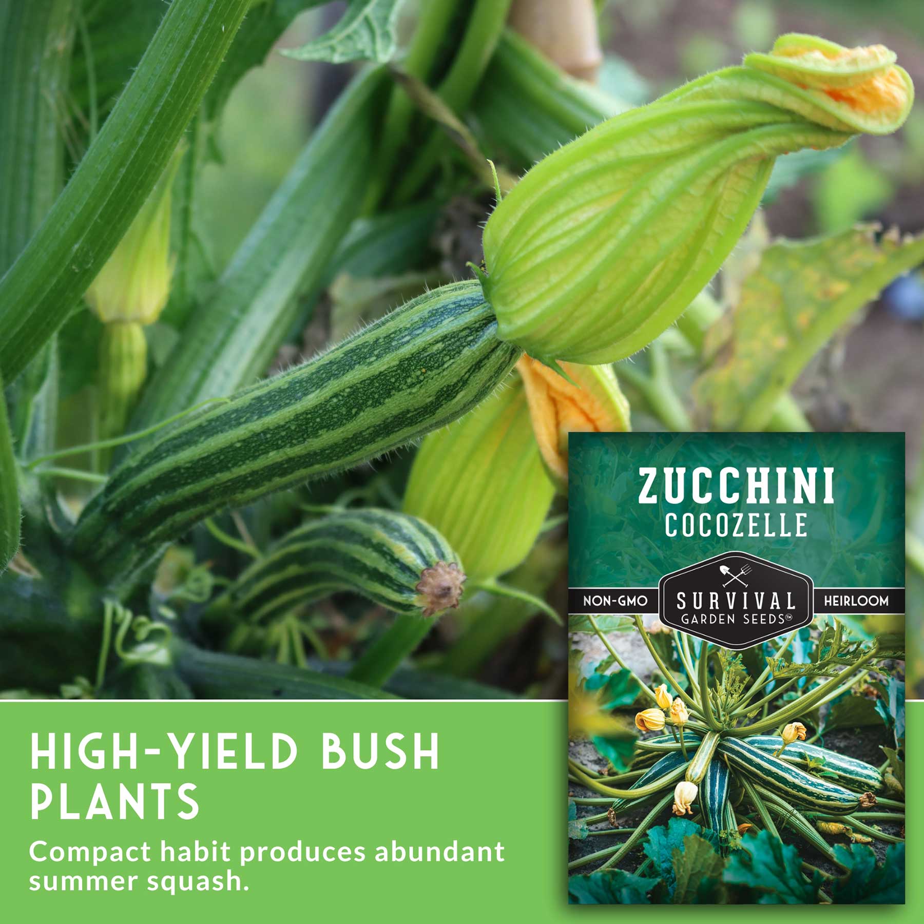 Cocozelle Italian Zucchini Seeds – SurvivalGardenSeeds