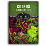 Rainbow mix coleus seeds