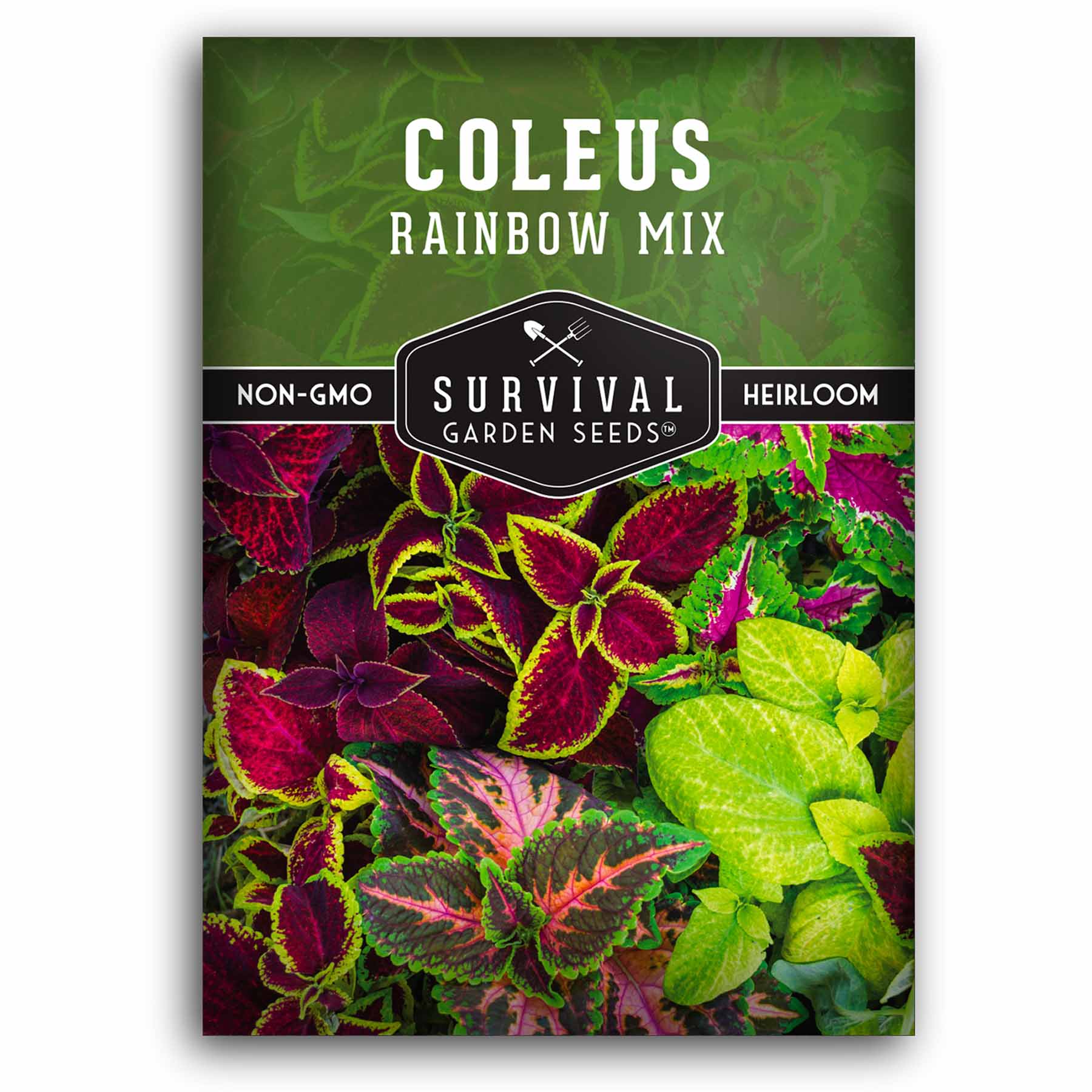 Rainbow mix coleus seeds
