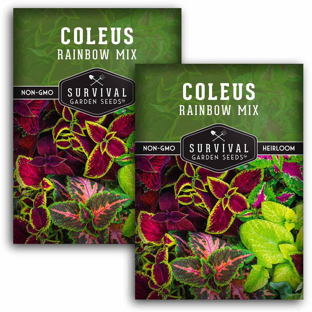 2 packets of Rainbow Mix Coleus seeds