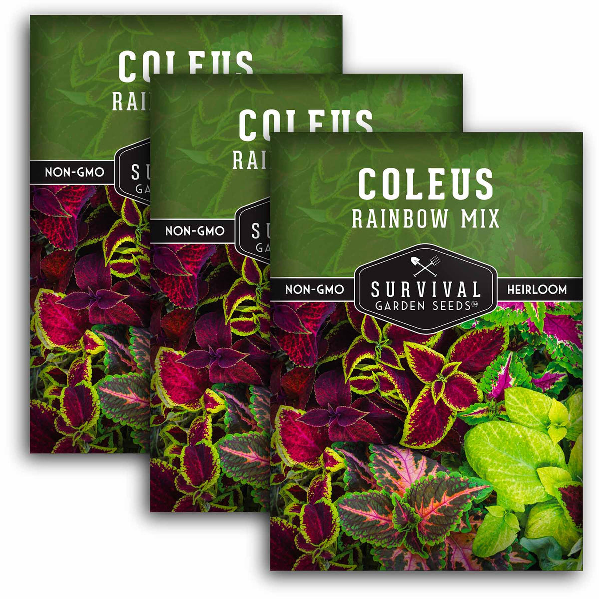 3 packets of Rainbow Mix Coleus seeds