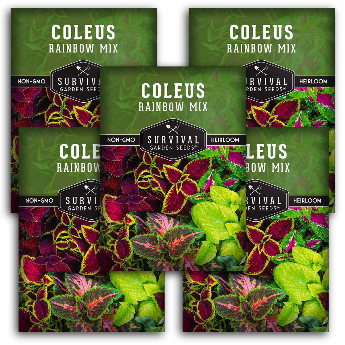 5 packets of Rainbow Mix Coleus seeds