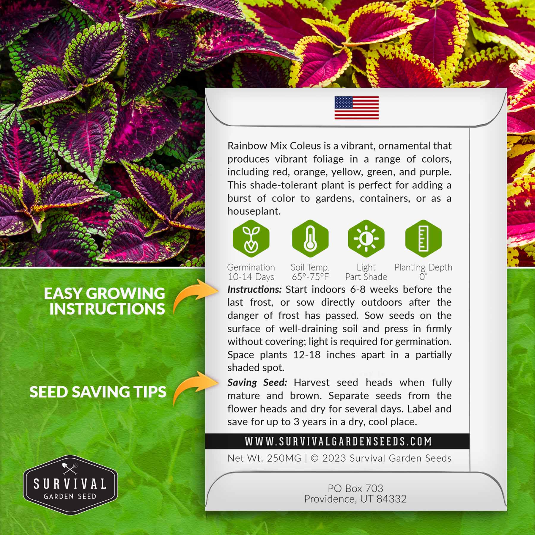 25+ Superfine Rainbow Volcano Coleus Seeds - Easy To Grow Garden Plant - Indoor/Outdoor - USA Free Shipping