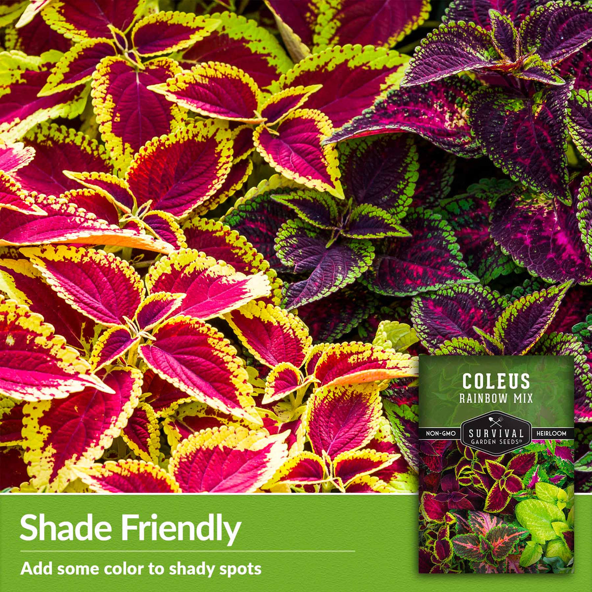 Shade friendly - add some color to shady spots