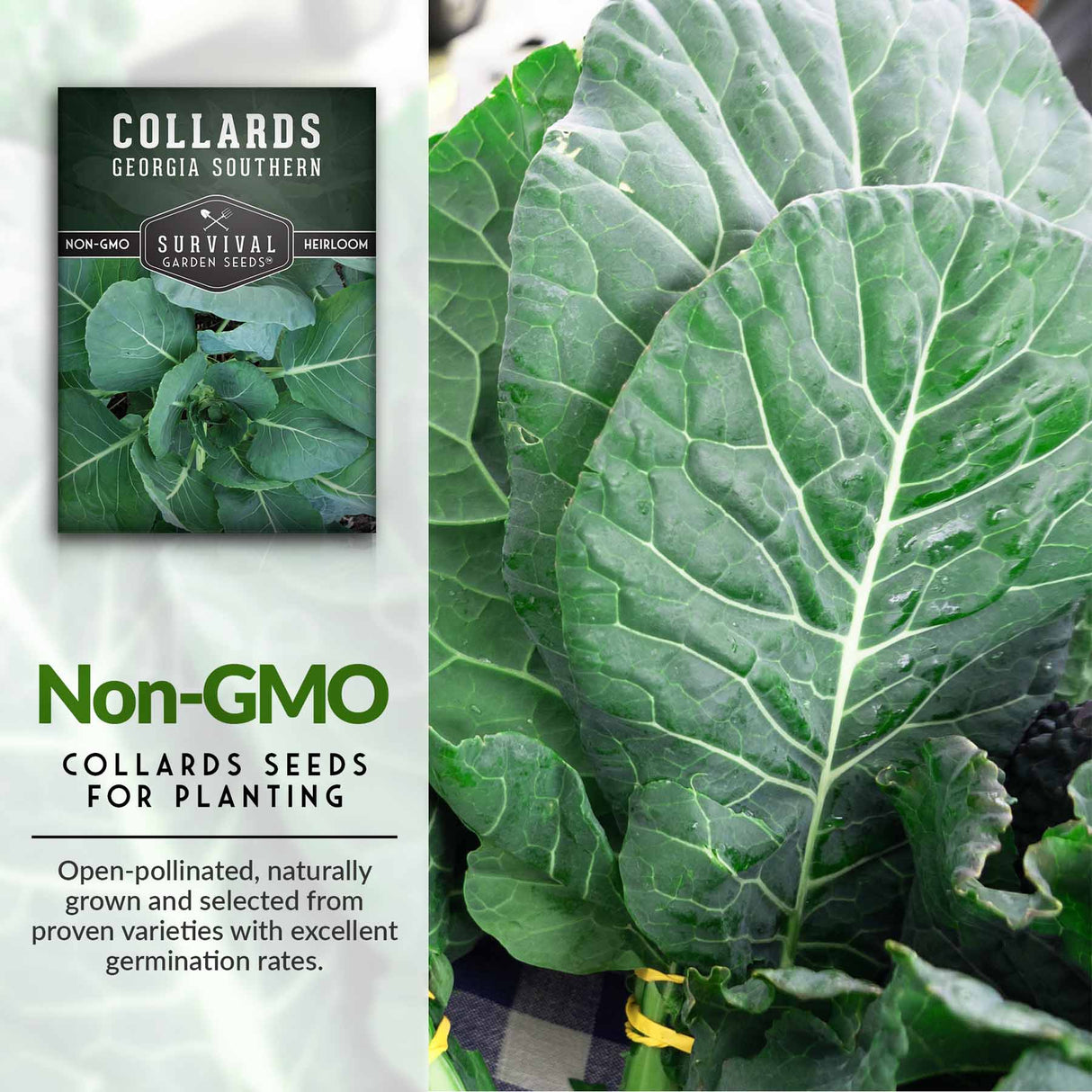 Non-GMO Collards seeds
