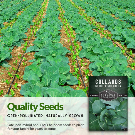 Quality seeds