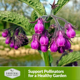 Support pollinators for a healthy garden