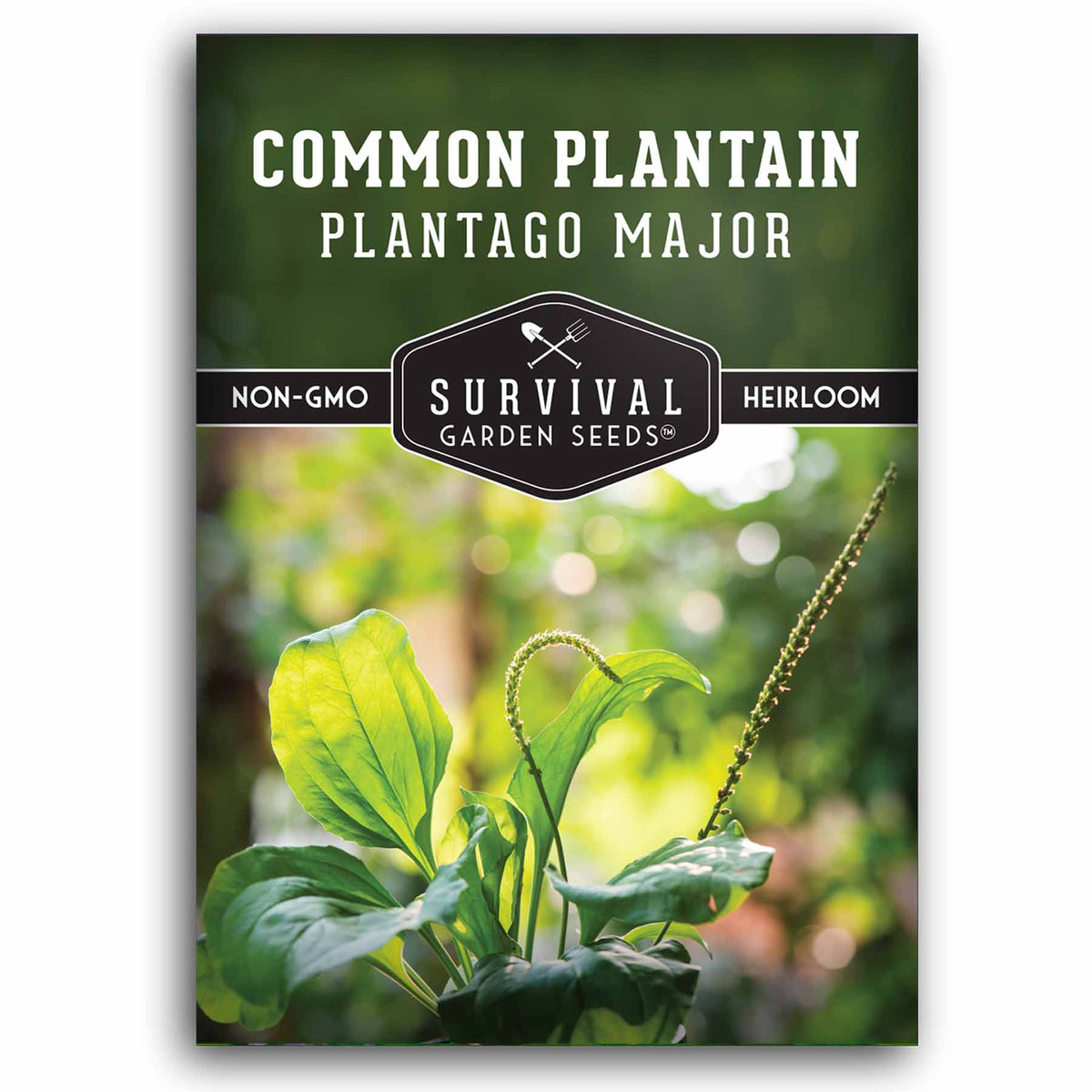 1 packet of Common Plantain seeds