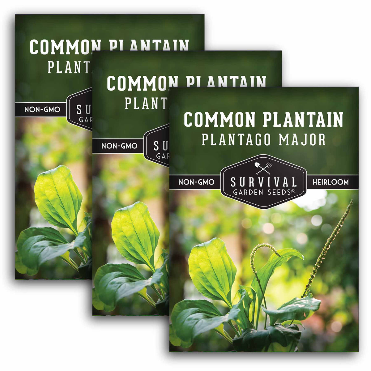 3 packets of Common Plantain seeds