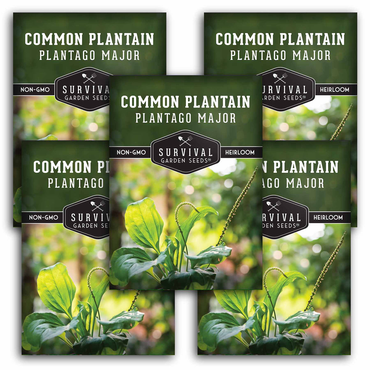 5 packets of Common Plantain seeds