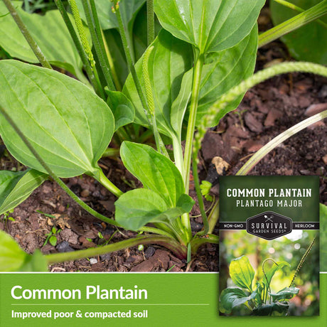 Common Plantain