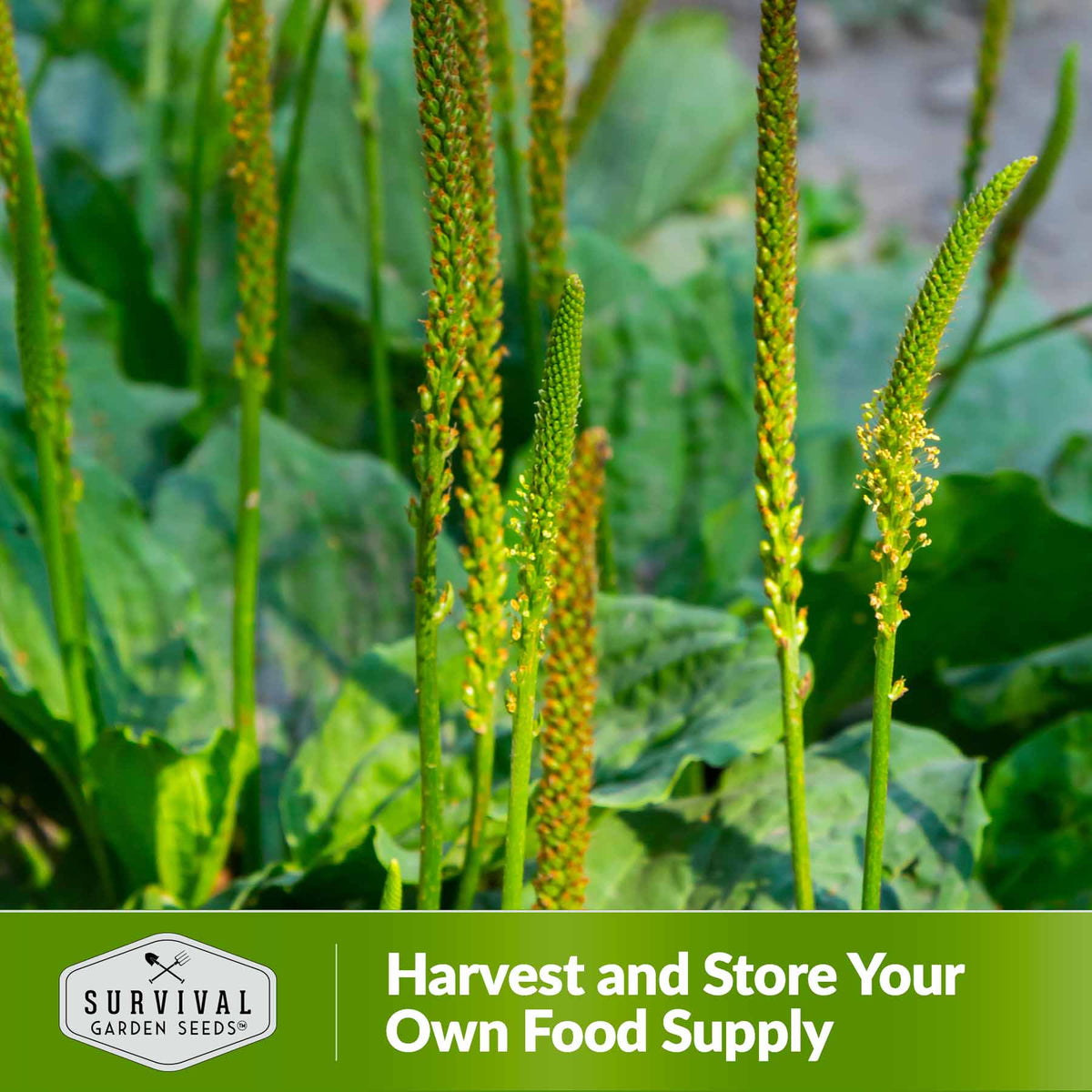 harvest and store your own food supply