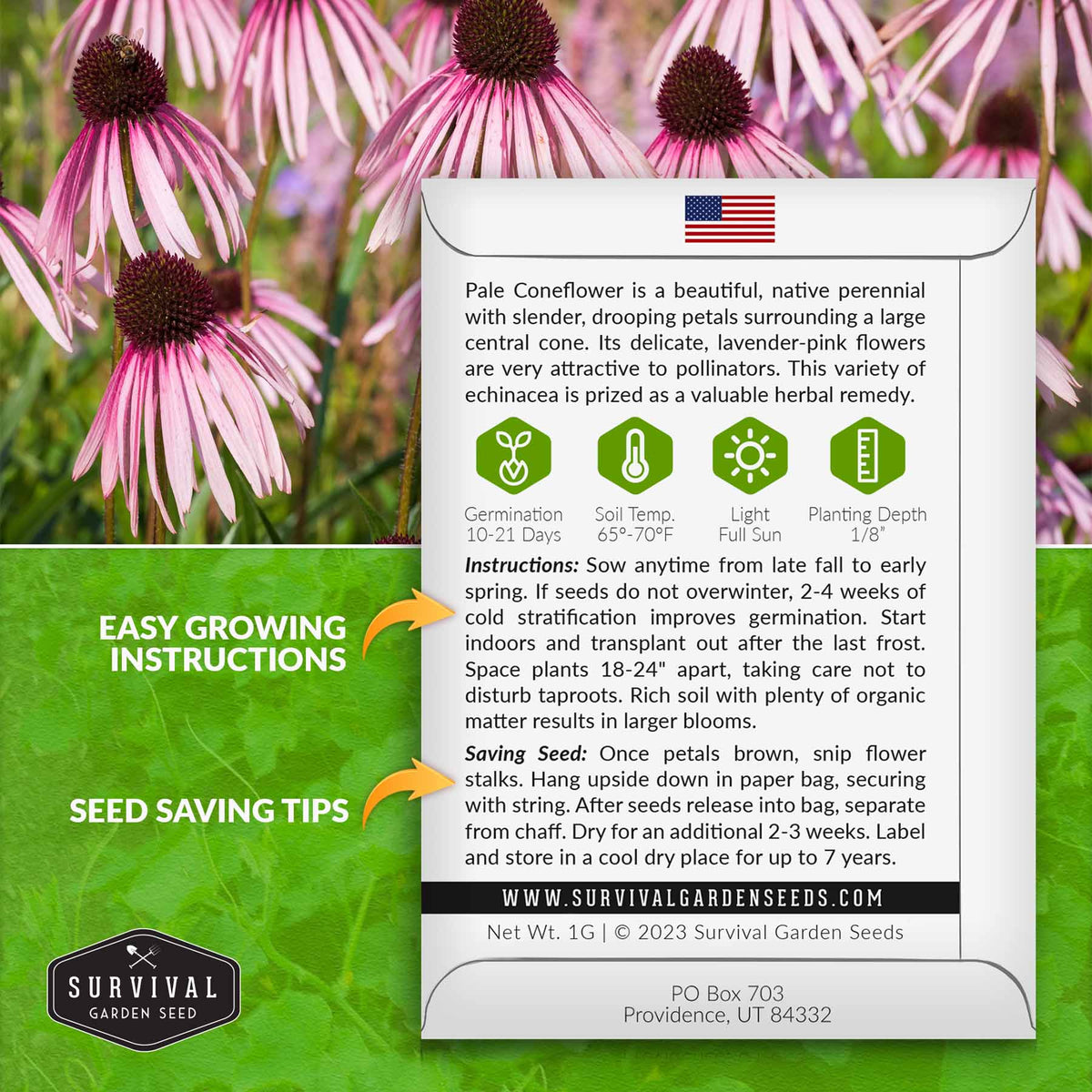 Pale coneflower planting instructions