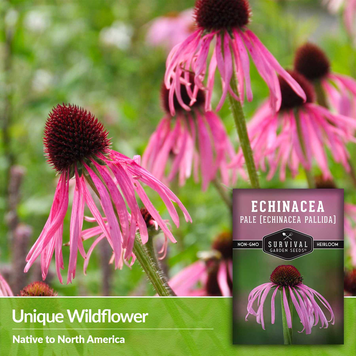 Unique wildflower - native to north america