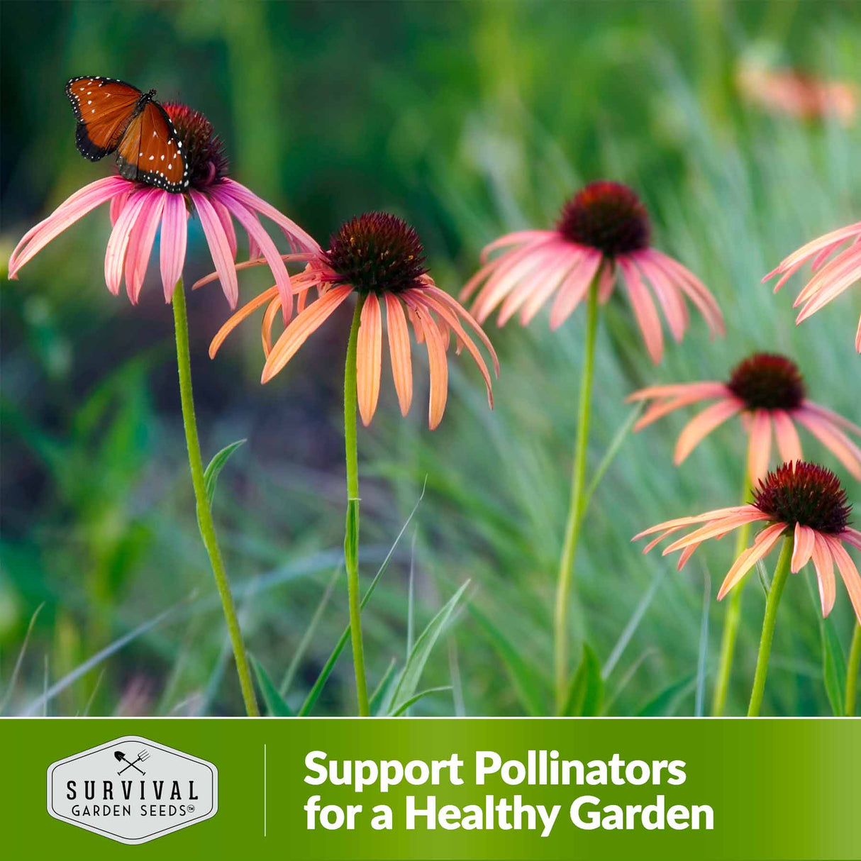 Support pollinators for a healthy garden