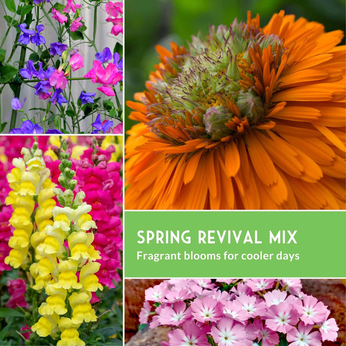Collage of various flowers with a label for 'Spring Revival Mix' on a green background.