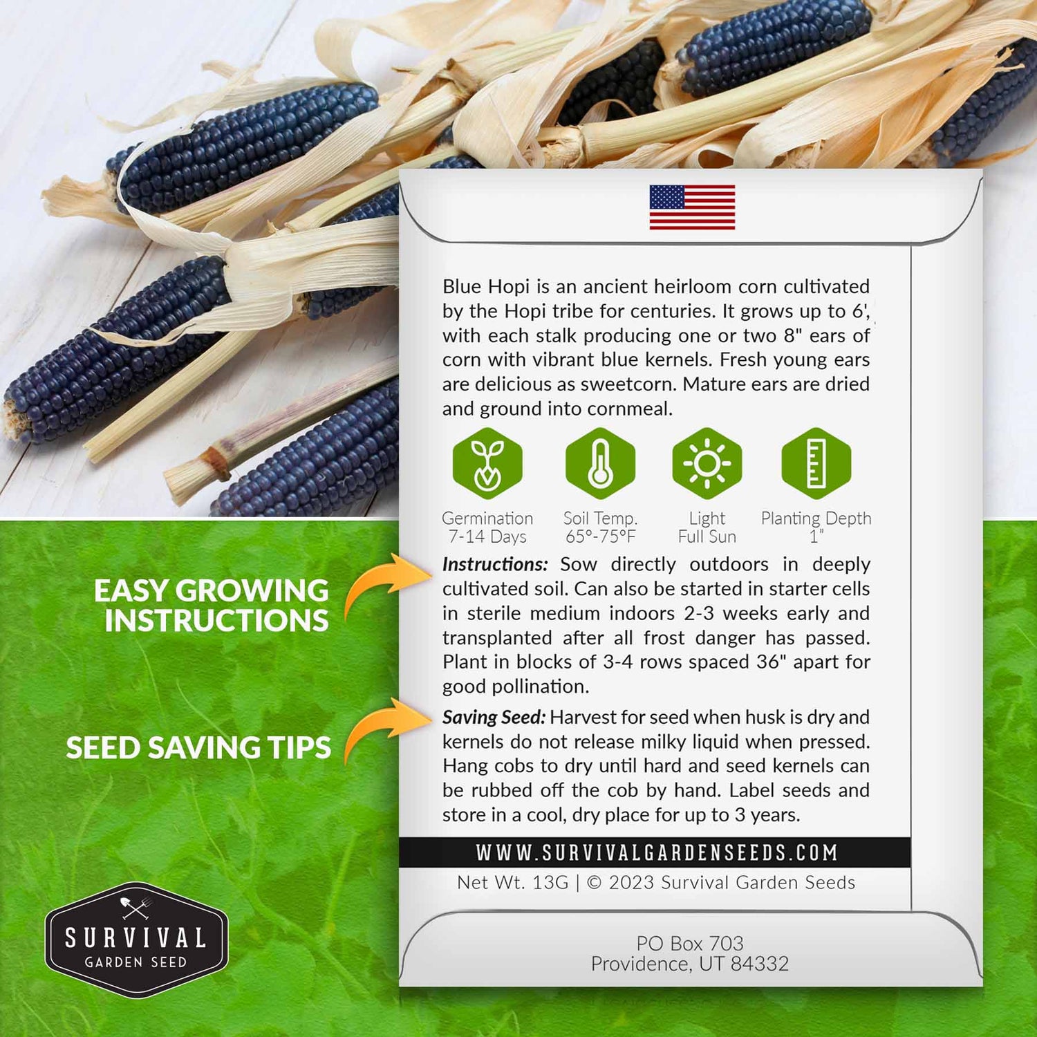 Blue Hopi Corn Seeds Heritage Blue Maize SurvivalGardenSeeds