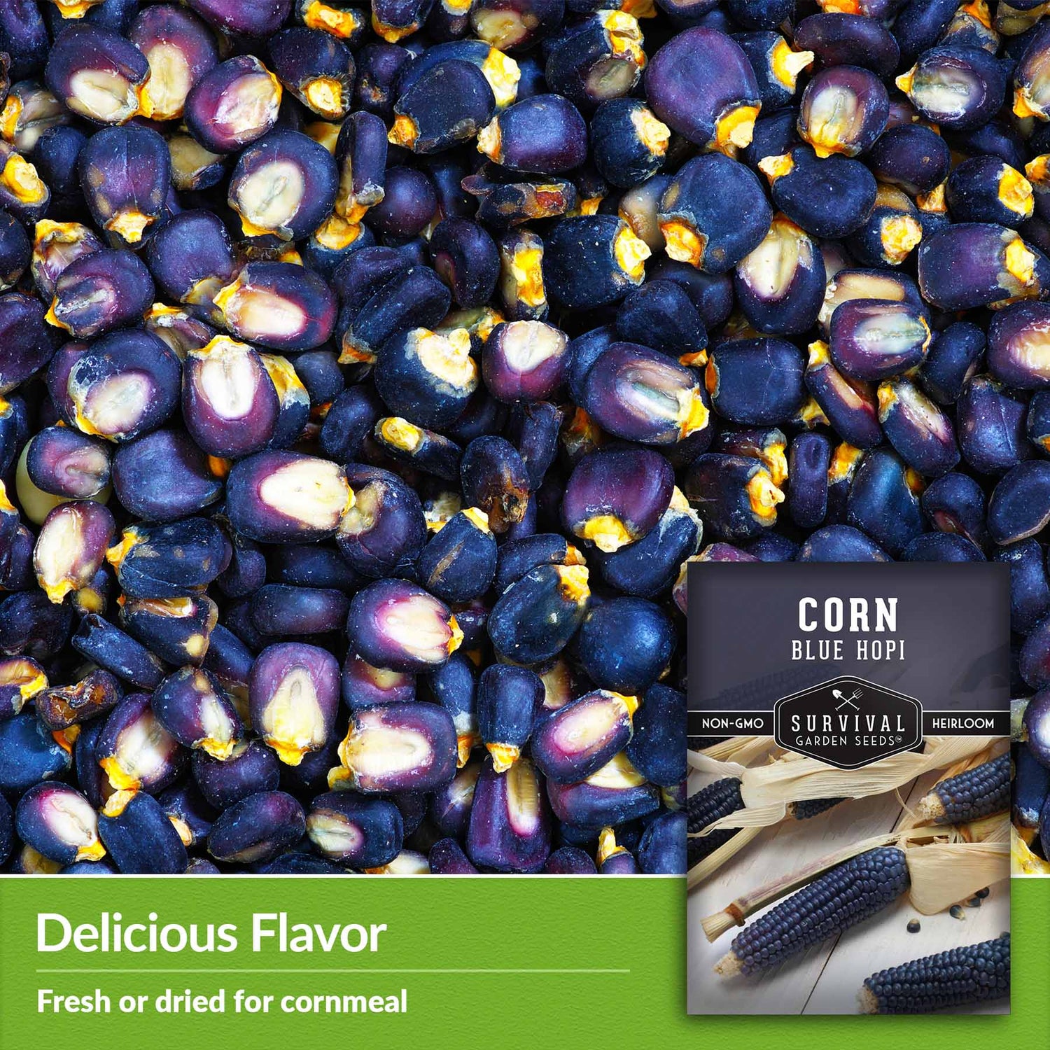 Blue Hopi Corn Seeds Heritage Blue Maize SurvivalGardenSeeds