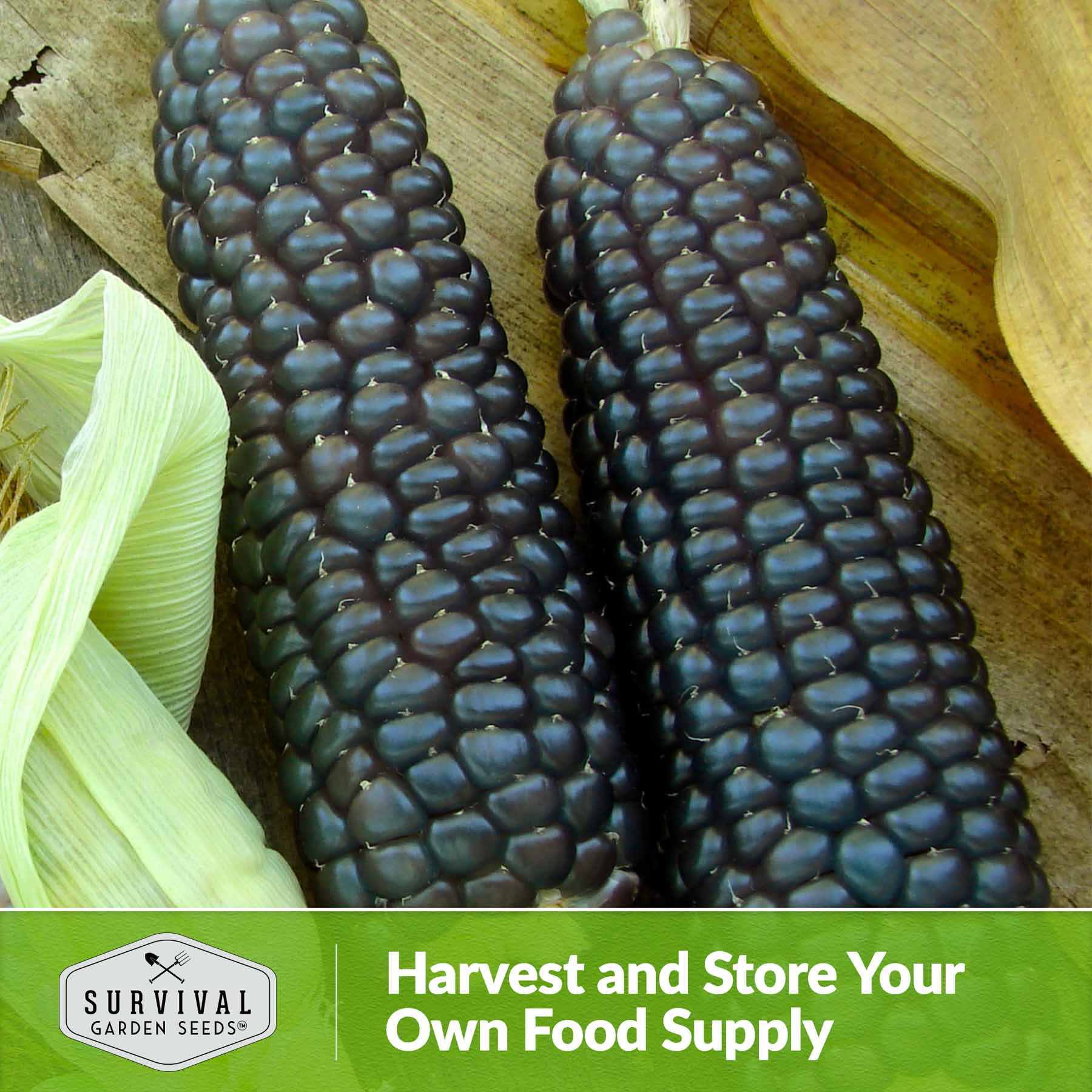 Blue Hopi Corn Seeds Heritage Blue Maize SurvivalGardenSeeds