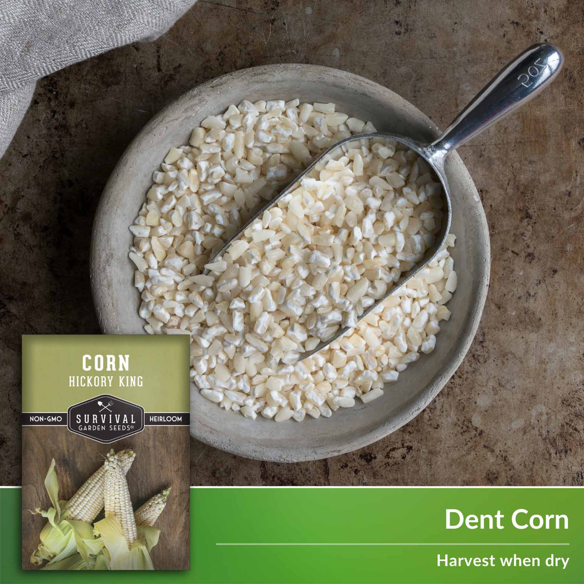 Dent corn