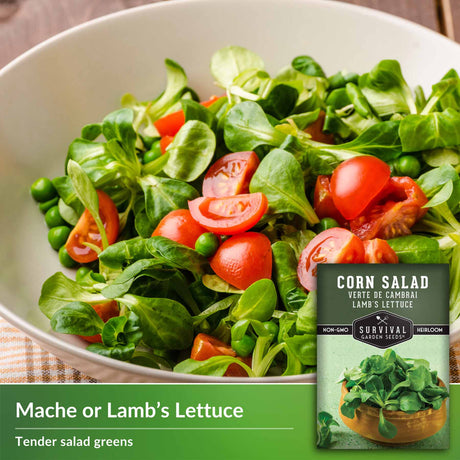 Mache or Lamb's Lettuce