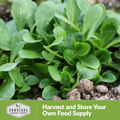 Harvest and store your own food supply