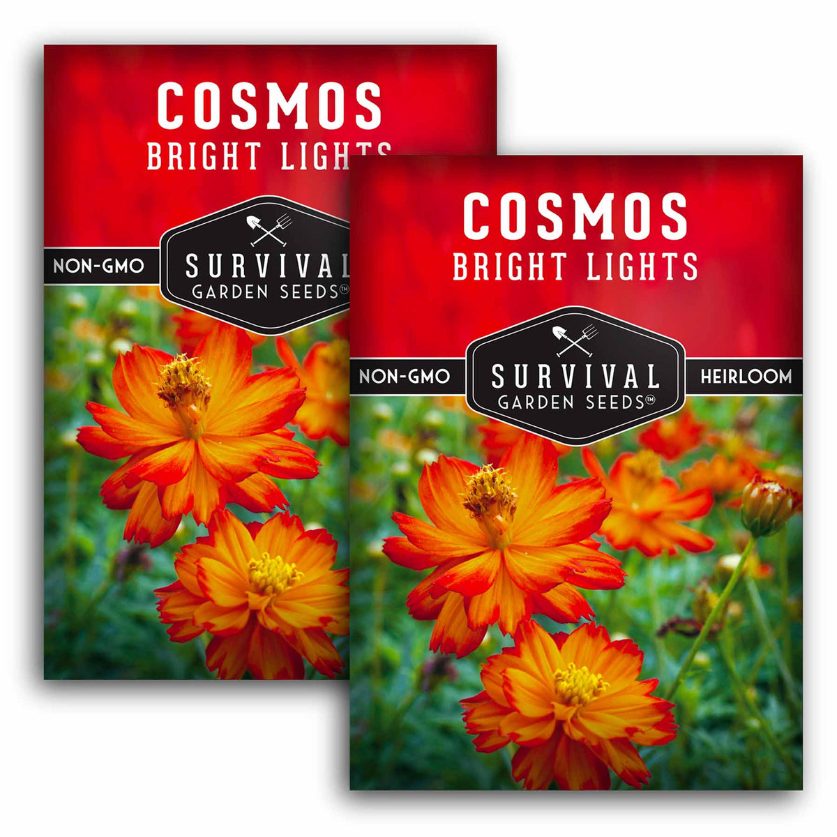 2 packets of Bright Lights Cosmos seeds