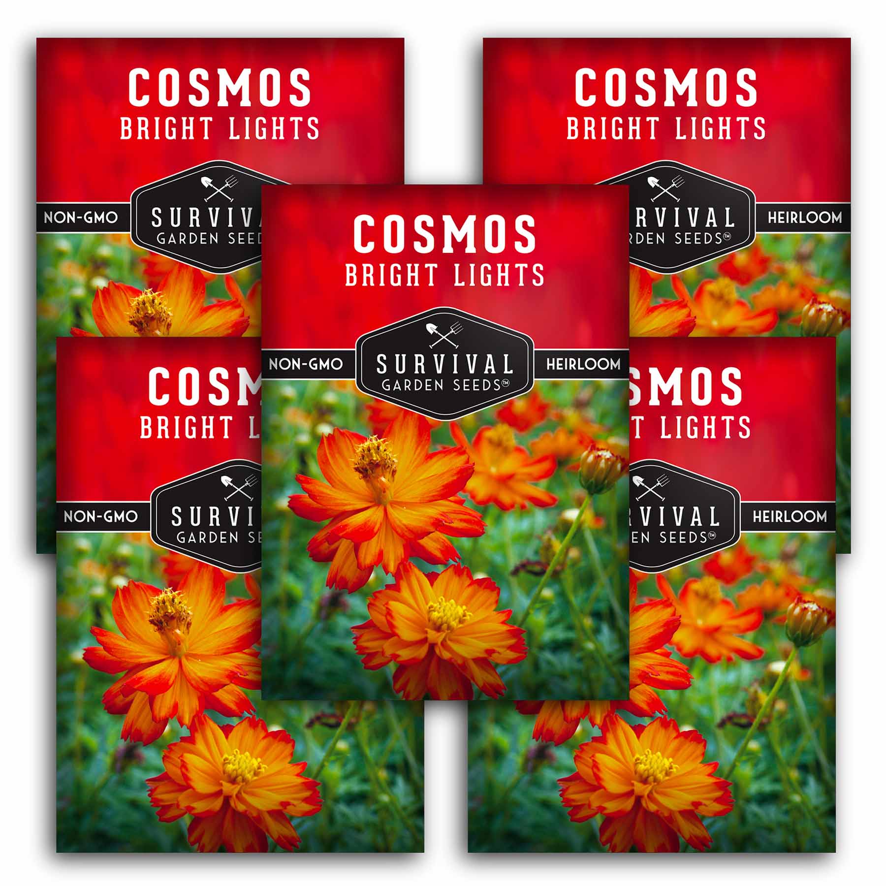 Bright Lights Cosmos Seeds for Planting – SurvivalGardenSeeds
