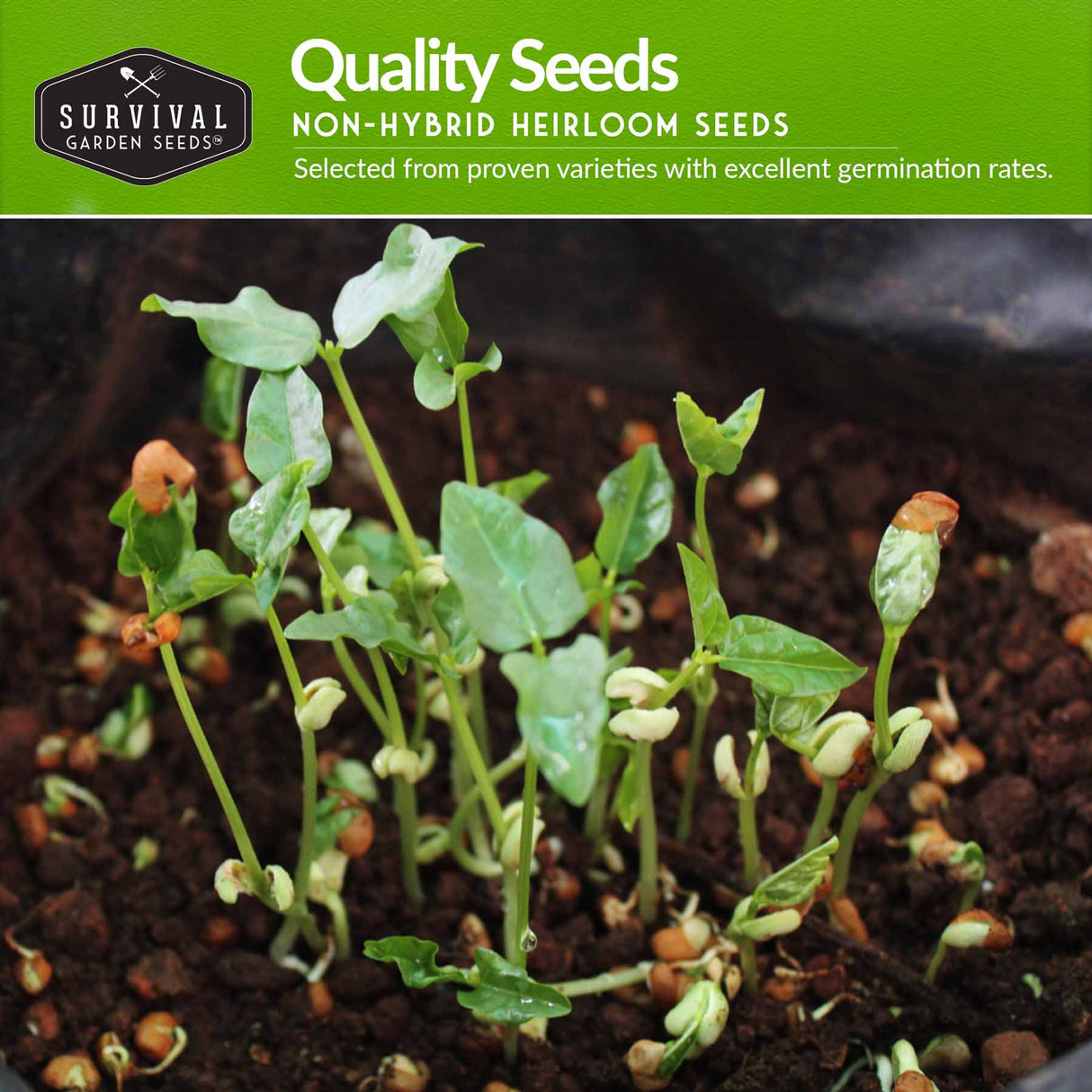 quality seeds