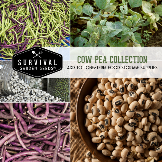 Cow Pea Seed Collection - add to long-term food storage supplies