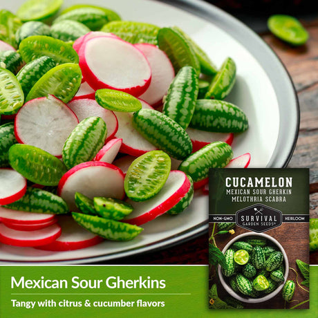 Mexican sour gherkins - tangy with citrus and cucumber flavors