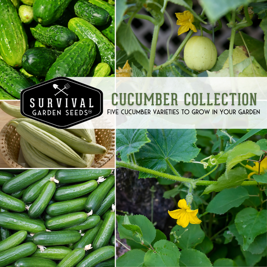 Cucumber Collection - 5 cucumber varieties to grow in your garden