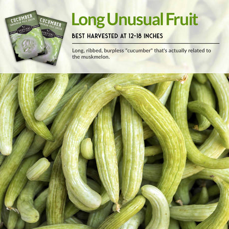 Long Unusual Fruit