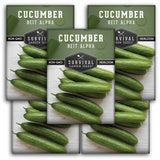 5 Packets of Beit Alpha Cucumber seeds