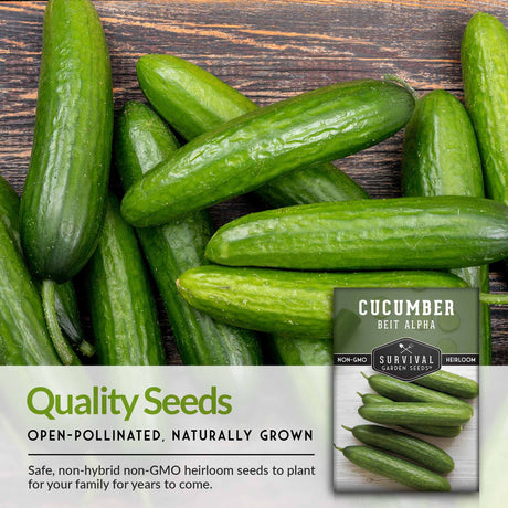 Quality cucumber seeds