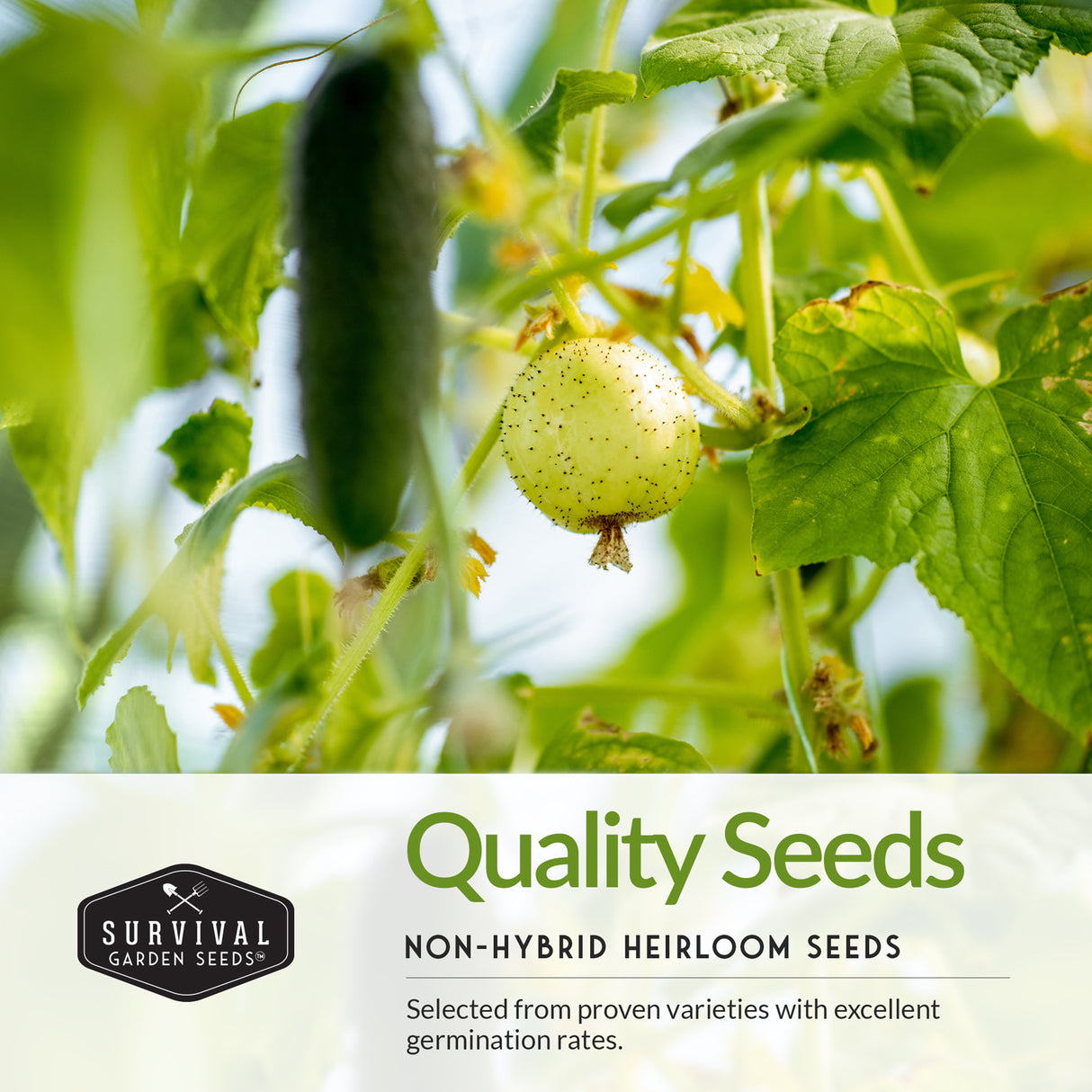 Cucumber growing on a vine with 'Survival Garden Seeds' branding.