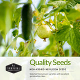 Cucumber growing on a vine with 'Survival Garden Seeds' branding.