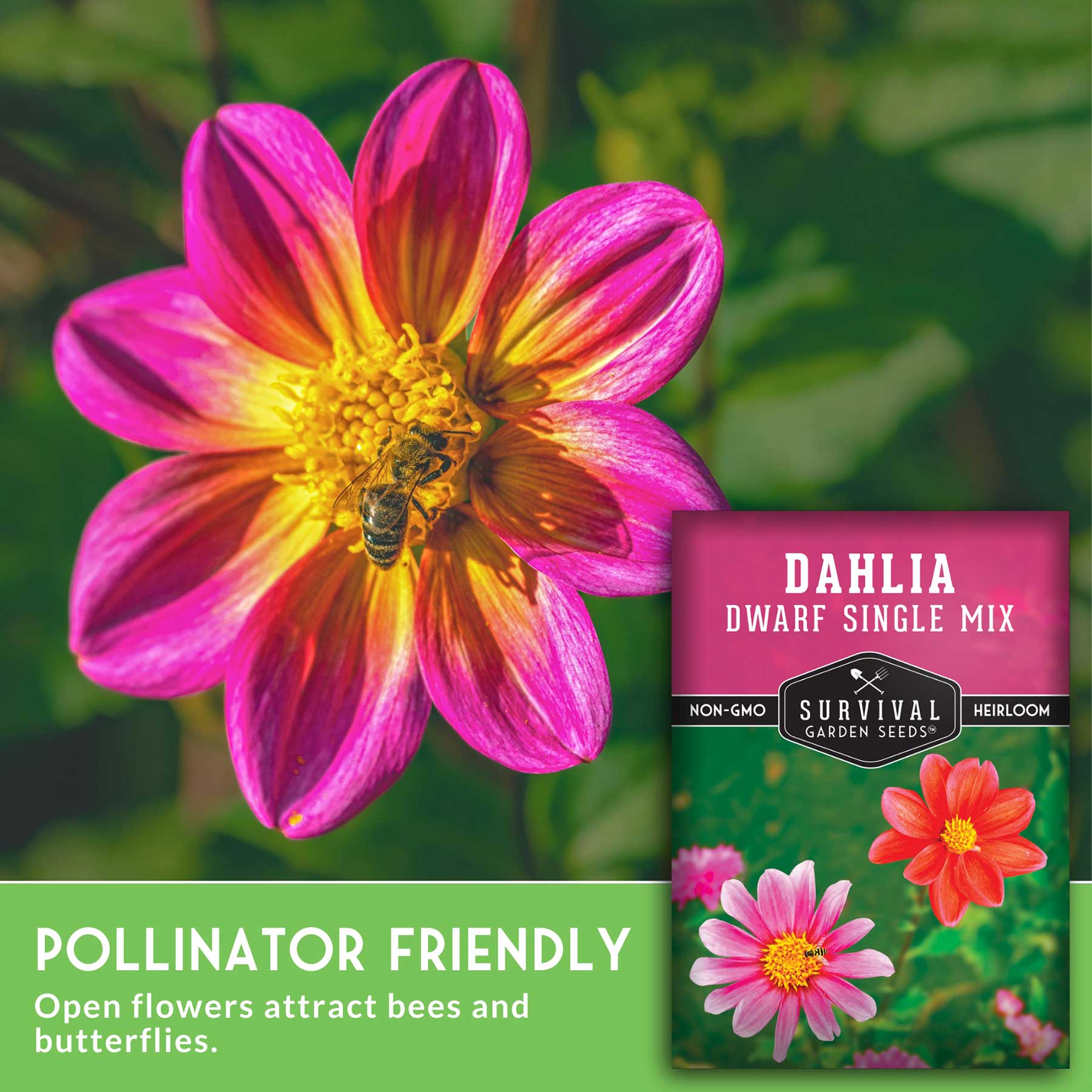 Dwarf Mix Dahlia Seeds – Compact Single Blooms – SurvivalGardenSeeds