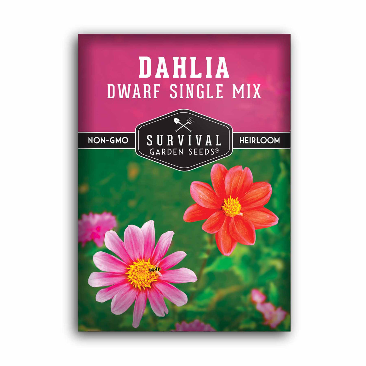 Dwarf Single Mix Dahlia Seed