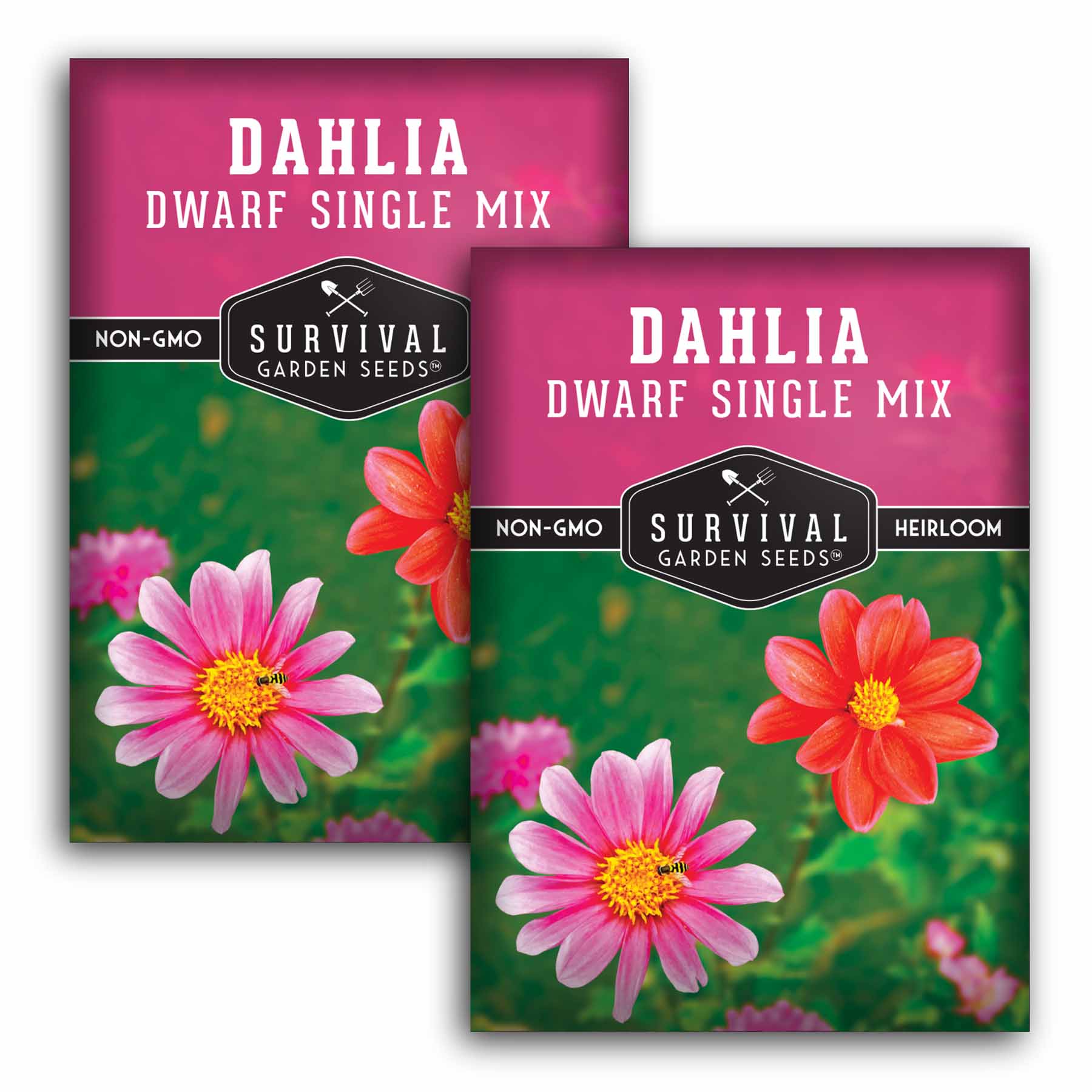 Dwarf Mix Dahlia Seeds – Compact Single Blooms – SurvivalGardenSeeds