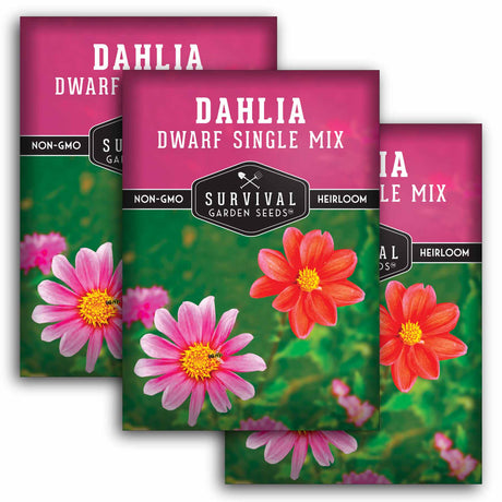 3 Packets of Dwarf Single Mix Dahlia seeds