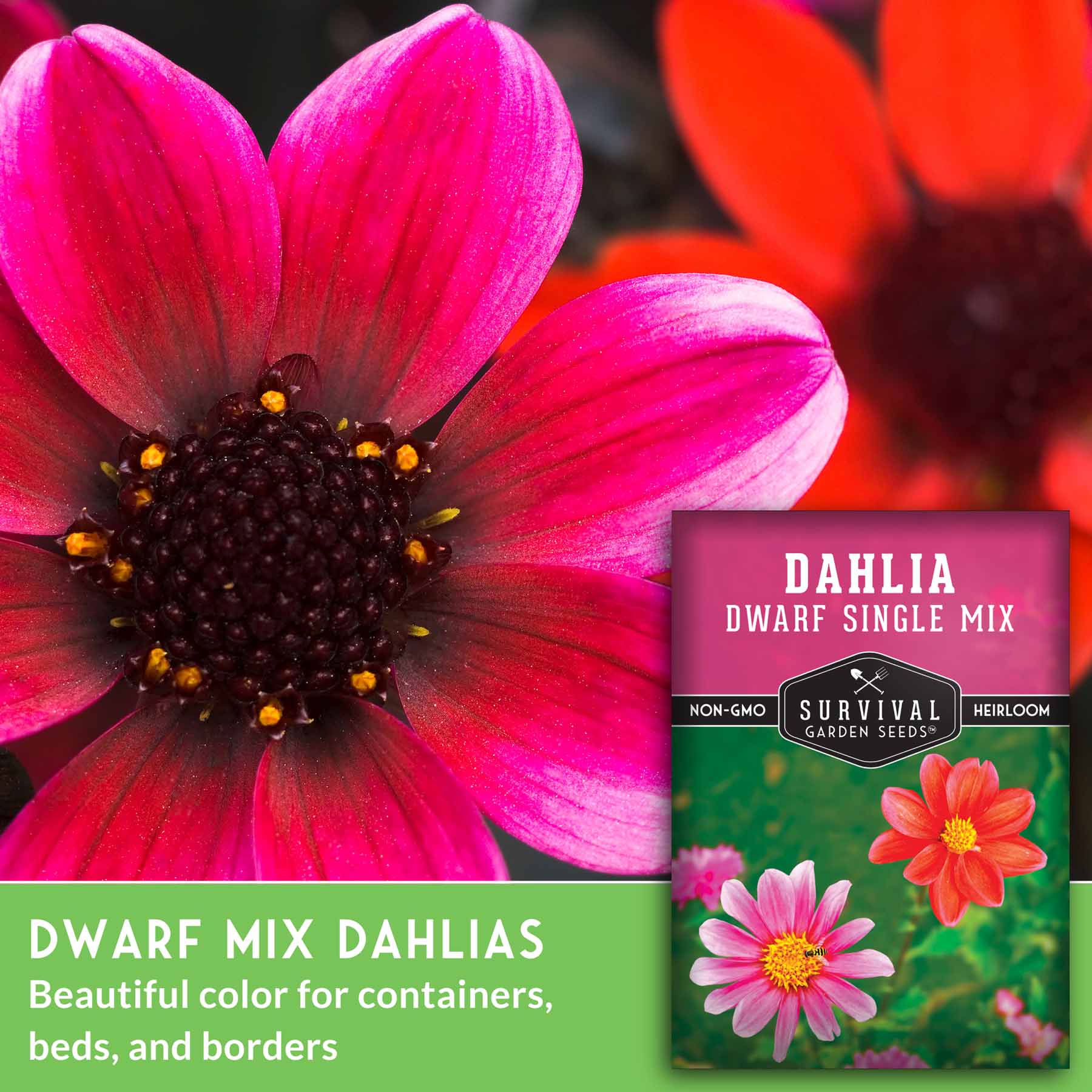 DahliaSingleMix-3.jpg?v=