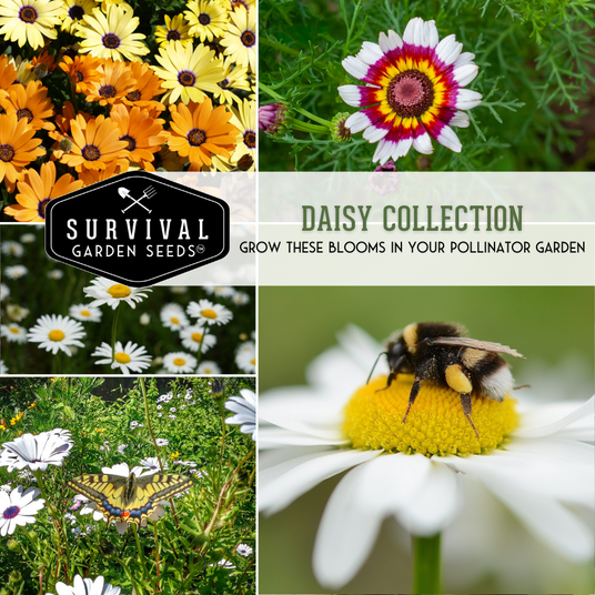 Daisy collection - grow these blooms in your pollinator garden