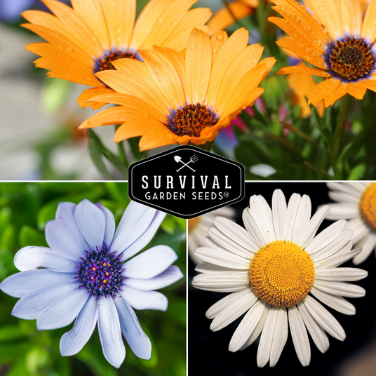 3 varieties of daisy flowers