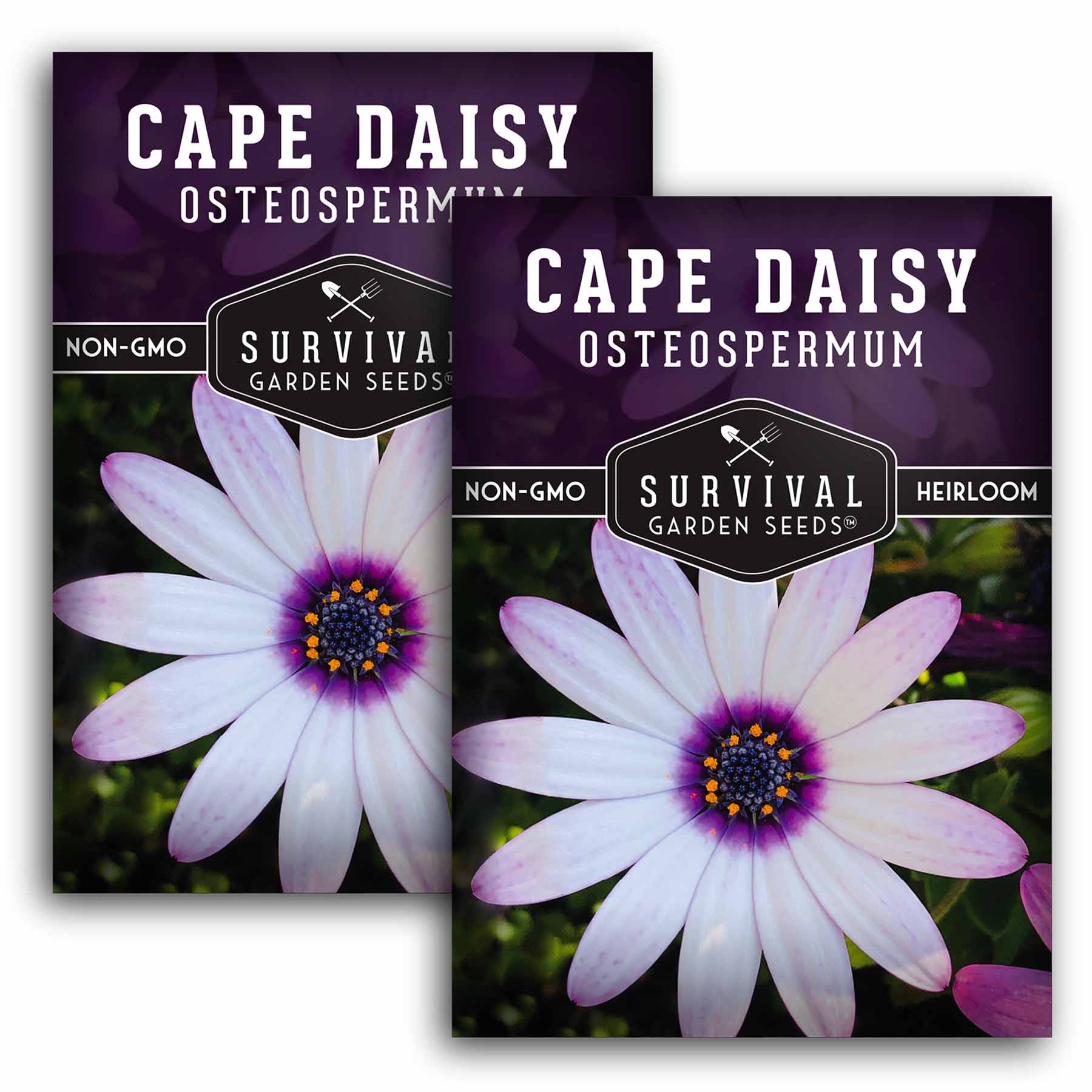 Cape Daisy – African Daisy Seeds – SurvivalGardenSeeds